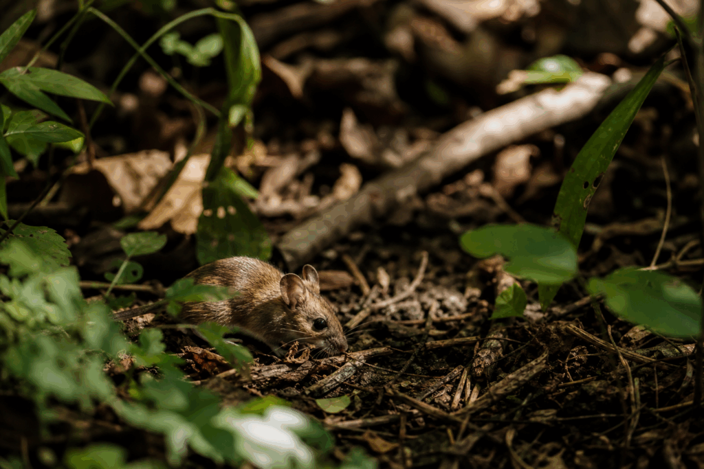 RKI spricht über Hantavirus: So gefährlich ist die Situation wirklich!
