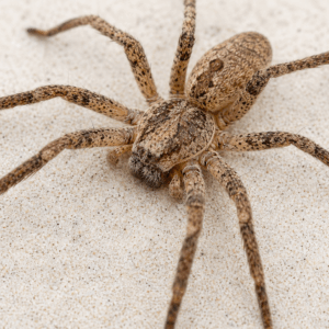 Nosferatu-Spinne breitet sich rasant aus – diese Regionen sind jetzt besonders betroffen