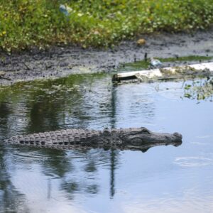 Beide Arme ab Schock-Notruf nach Alligator-Attacke lässt Deutschland sprachlos zurück!